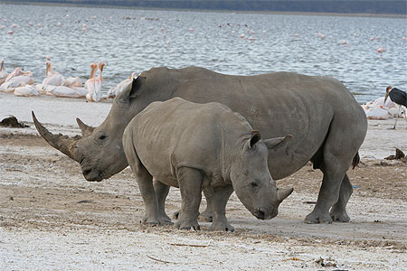Rhinoc�ros
