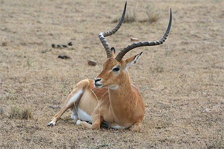 Gazelle