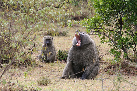 Baboon