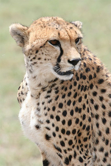 Portrait gu�pard