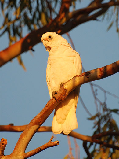 Cacatoes Blanc