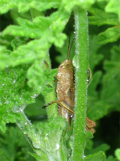 Sauterelle apr�s la pluie