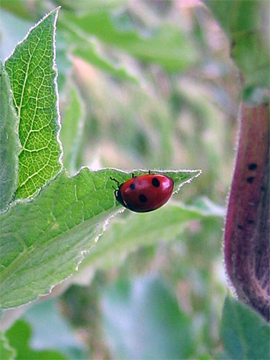 Coccinelle