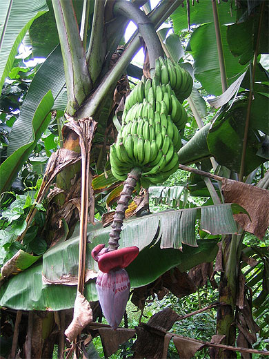 R�gime de bananes