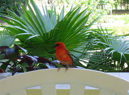 Un cardinal