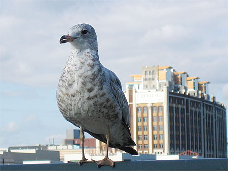 Mouette