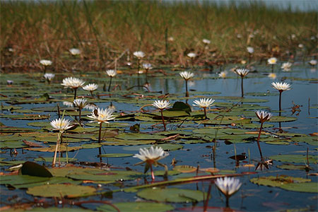Les n�nuphars de l'okavango