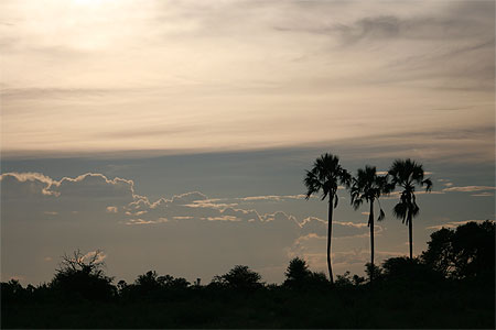 Safari p�destre dans le Delta de l'Okavango