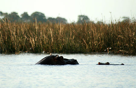 Hippopotames