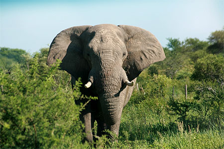 Des �l�phants le long de la route