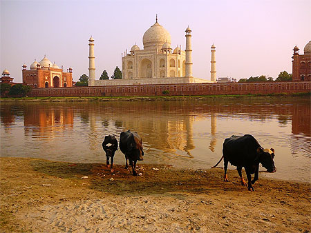 Ablutions face au Taj Mahal