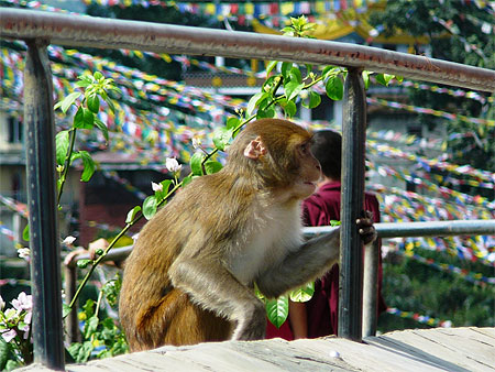 Singe et moine