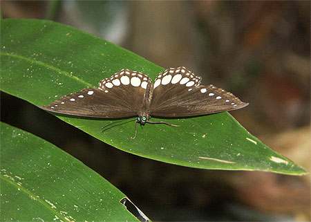 Papillon aux yeux �meraudes