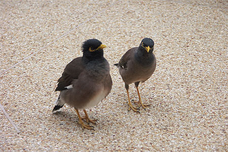 Oiseaux � Phuket