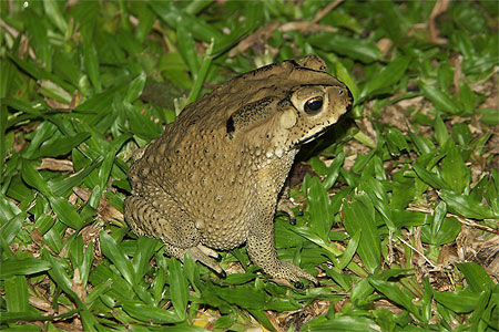 Crapaud
