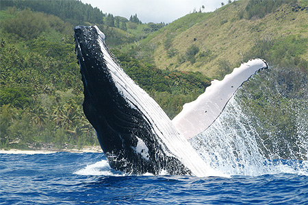 Saut de baleine