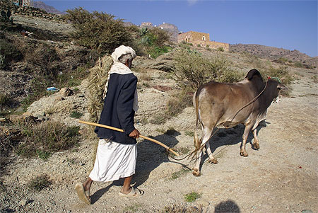 Un paysan pr�s d'Al Ziah