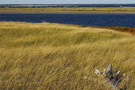 Bord de mer, dunes et herbes folles
