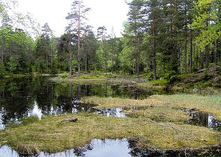 For�t derri�re le lac de Sognsvann