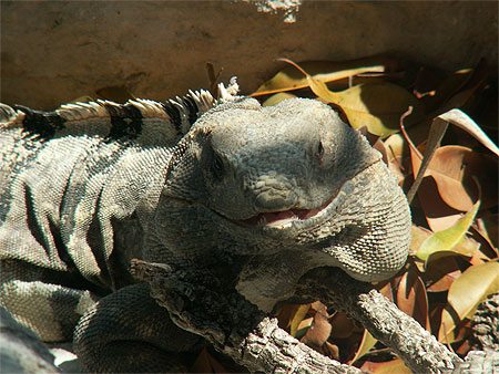 Le sourire de l'iguane