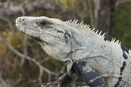 Iguane � Chichen Itz�
