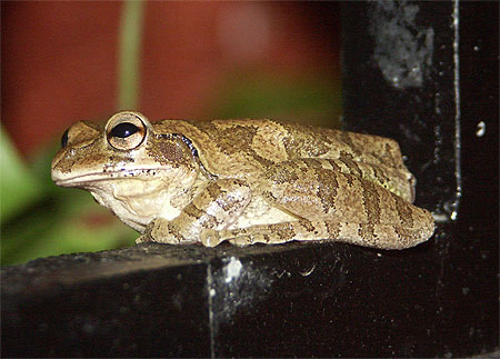 Grenouille