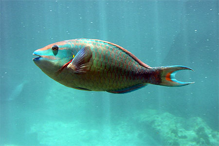 Poisson perroquet