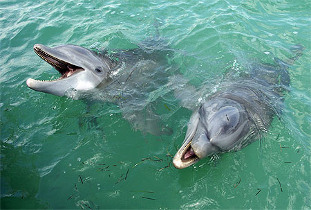 Dauphins