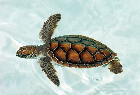 B�b� tortue