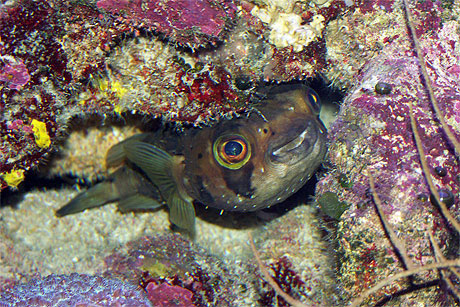 Poisson porc-�pic � taches noires (Diodon liturosus)