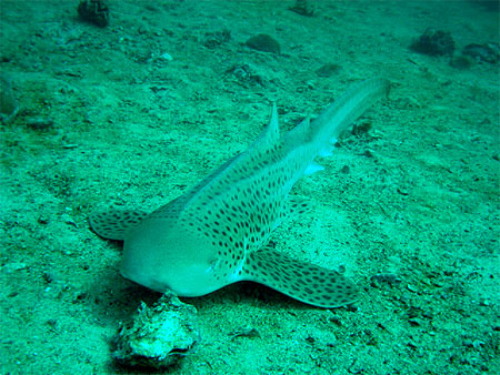 Requin l�opard