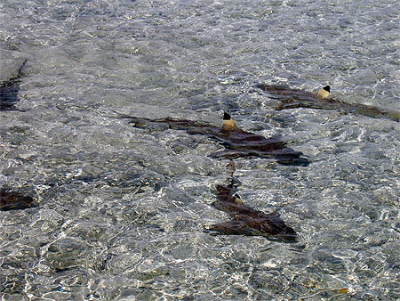 Requins pointe noire
