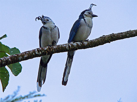 Oiseaux hup�s