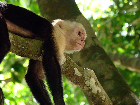 Singe capucin au repos