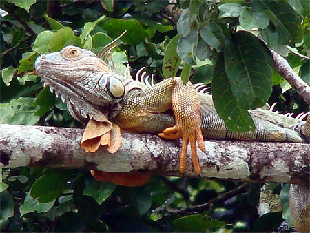 Iguane