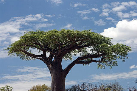 baobab