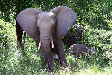 El�phant