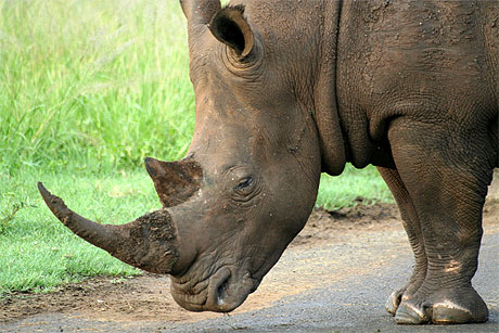 Rhinoc�ros