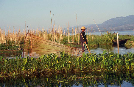 Dans les jardins flottants du lac Inle