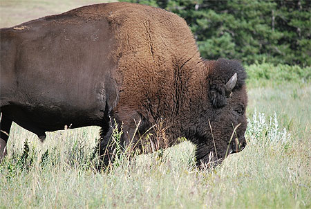 Bison � national bison range