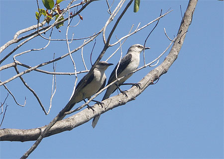 Couple d'oiseaux