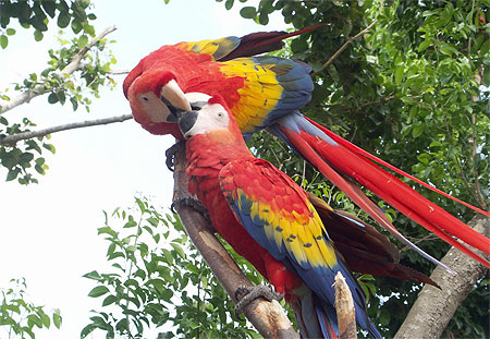 Couple de aras