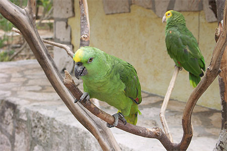 Perroquets