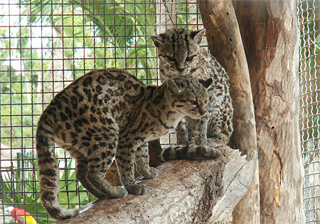 Les Ocelots