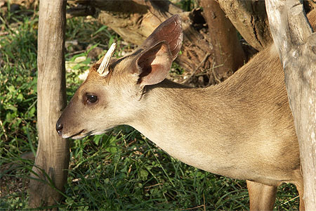 Petite antilope