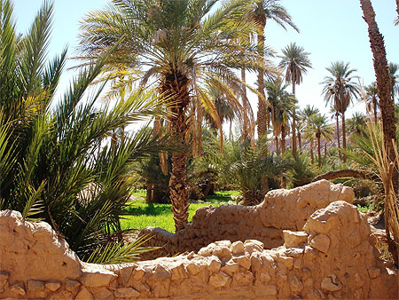 Taghit
