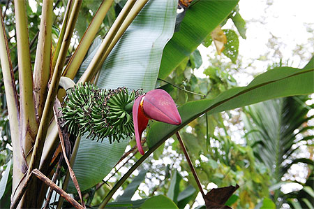 La nature � Khao Sok