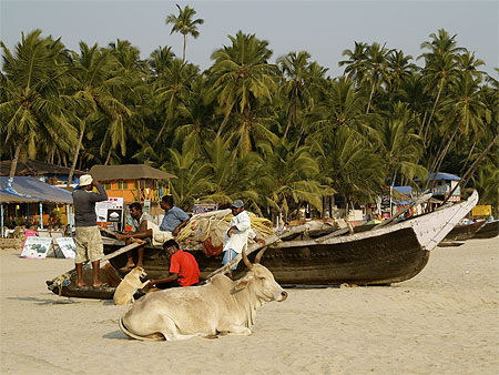 Vache sur palolem beach