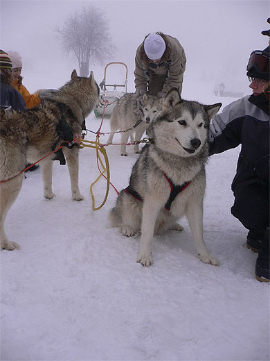 Chiens de tra�neaux � la Toussuire
