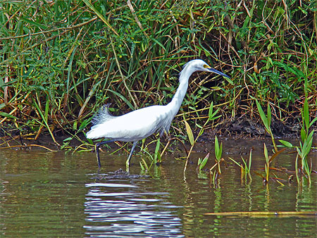 Aigrette